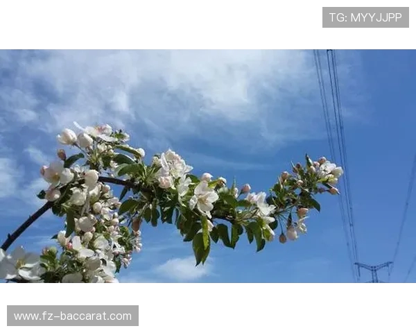 《体验一年四季花开花落的奇妙旅程，感受自然变幻与时光流转》